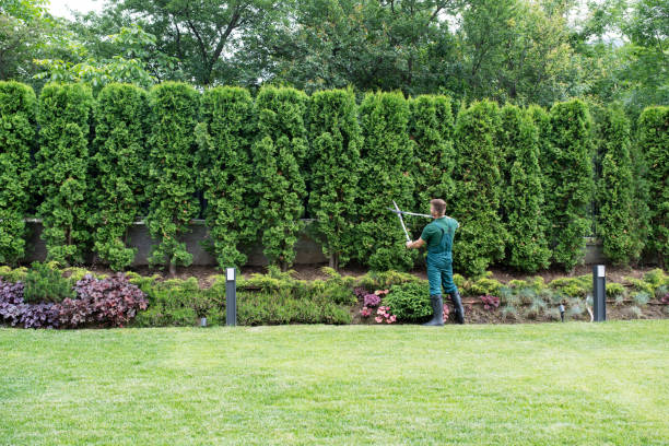 Best Lawn Disease Treatment  in Arbuckle, CA
