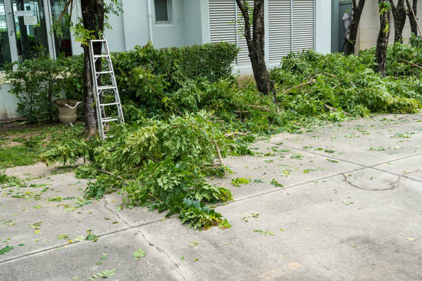 How Our Tree Care Process Works  in  Arbuckle, CA
