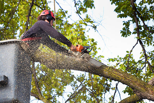 Best Arborist Consultation Services  in Arbuckle, CA