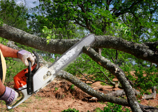 Best Tree Removal  in Arbuckle, CA