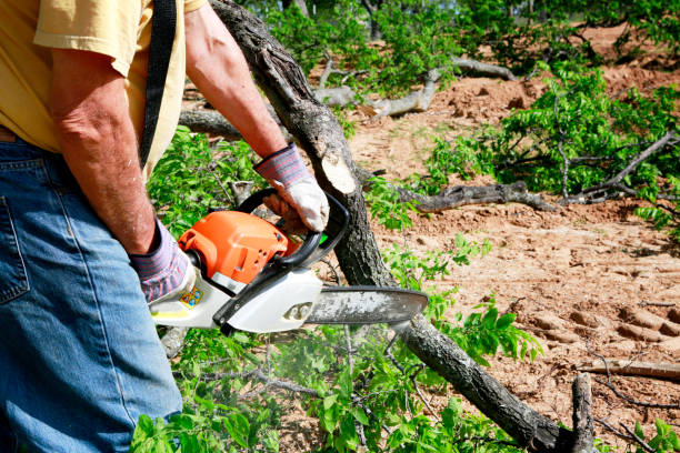 Best Tree Health Inspection  in Arbuckle, CA